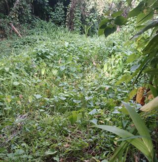  Terrain  vendre 1200 m