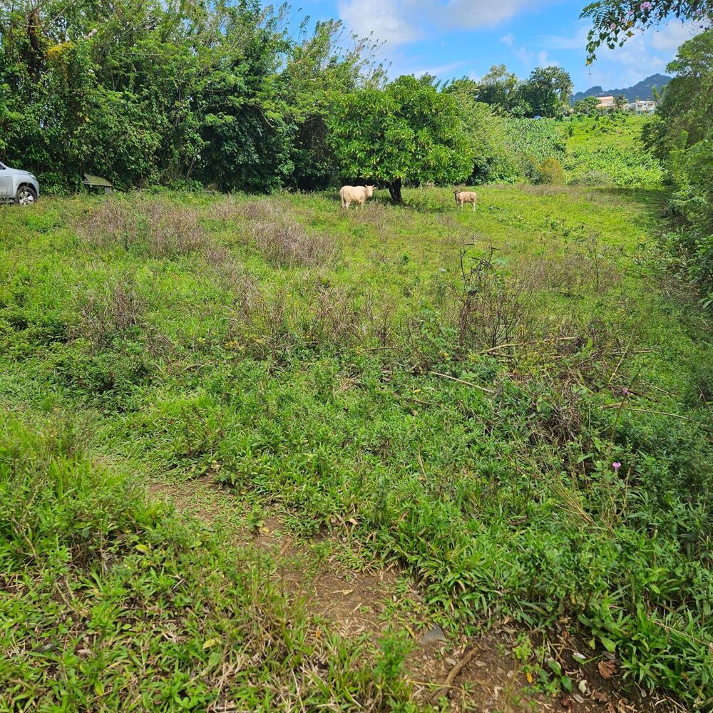 Vente Terrain Terrain plat dans quartier résidentiel calme idéal pour investisseurs et promoteurs Le lamentin