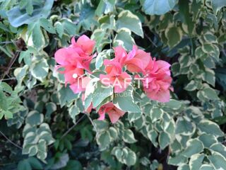  Maison � vendre 4 pi�ces 176 m�