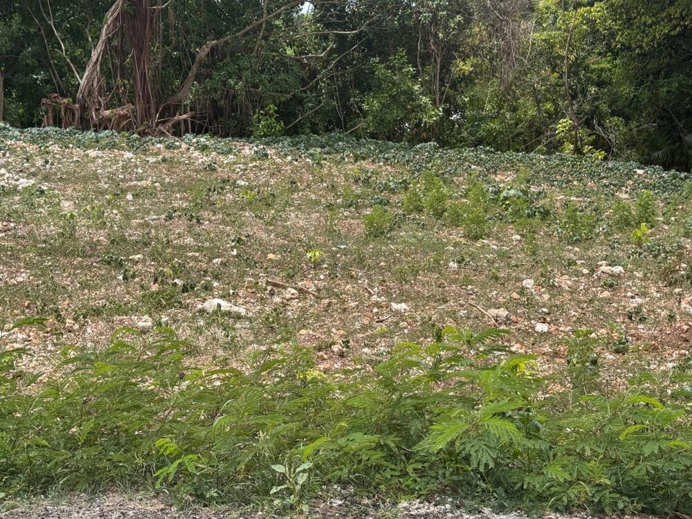 Vente Terrain Terrain de 2 078 m² à vendre au Moule Le moule