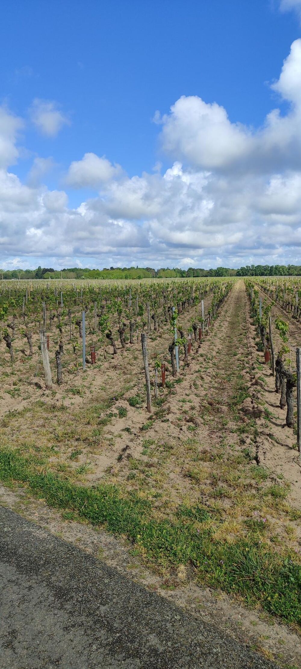 Vente Terrain Superbes parcelles avec vignes entretenues et terres agricoles ! Savigny-en-veron