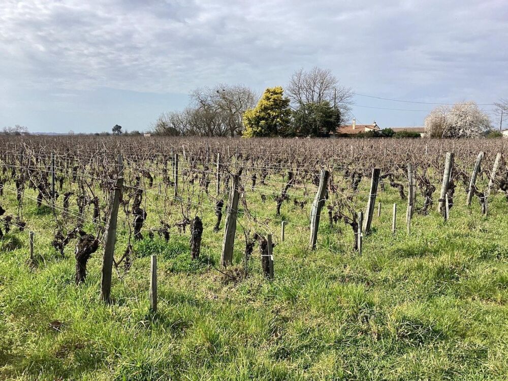 Vente Terrain parcelles de vignes à Saint Emilion en bio dont le cépage ce compose de 70 % de merlots et 30 % de cabernets francs Saint-sulpice-de-faleyrens