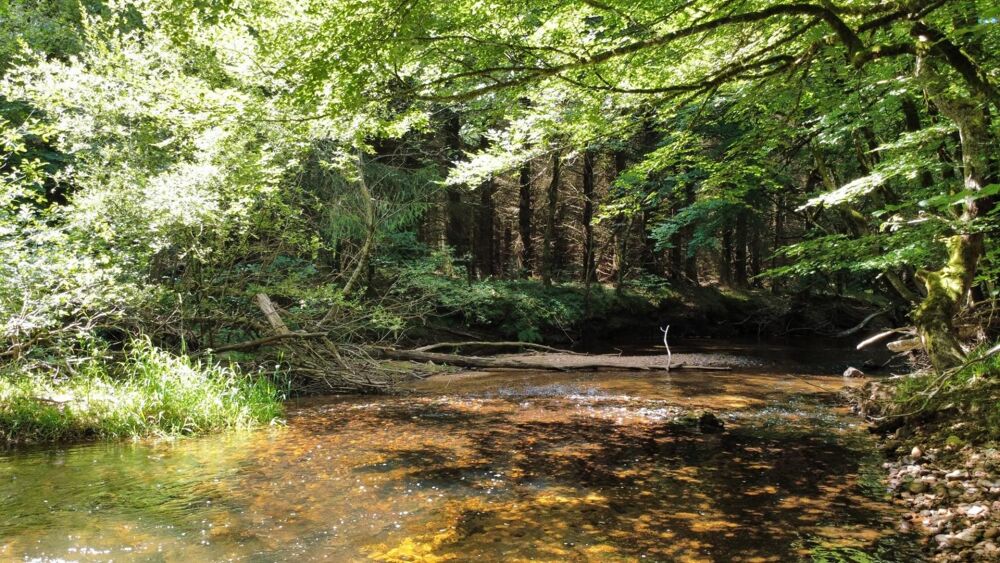 Vente Maison habitation et dépendances sur 6 hectares Le soulie