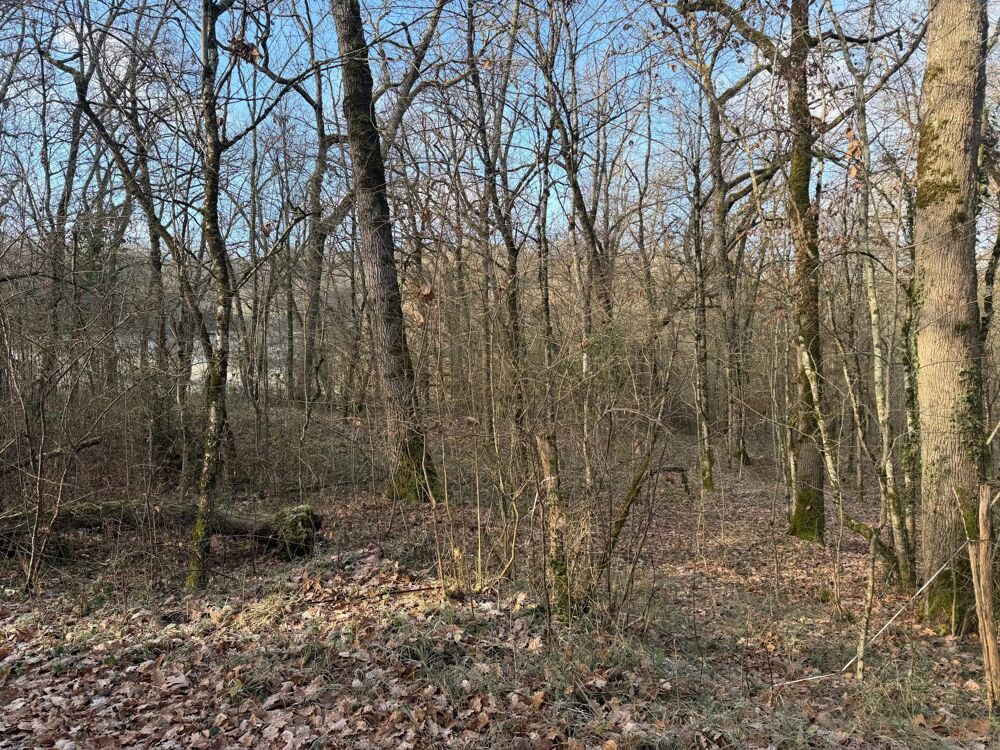 Vente Terrain Terrain boisé Pujols