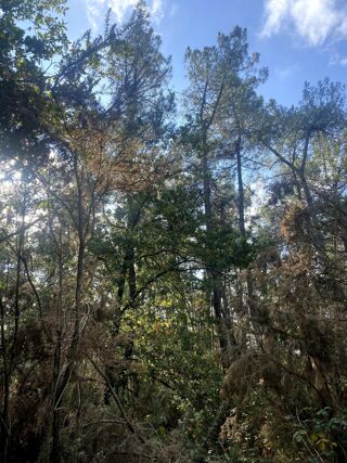  Terrain  vendre 2890 m