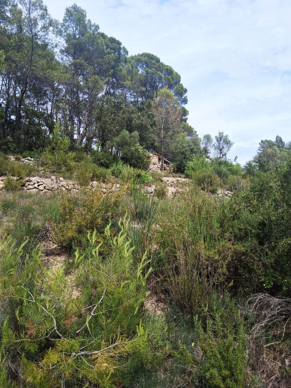 Vente Terrain Ancienne propriété agricole de 6Ha en AOP Entrecasteaux