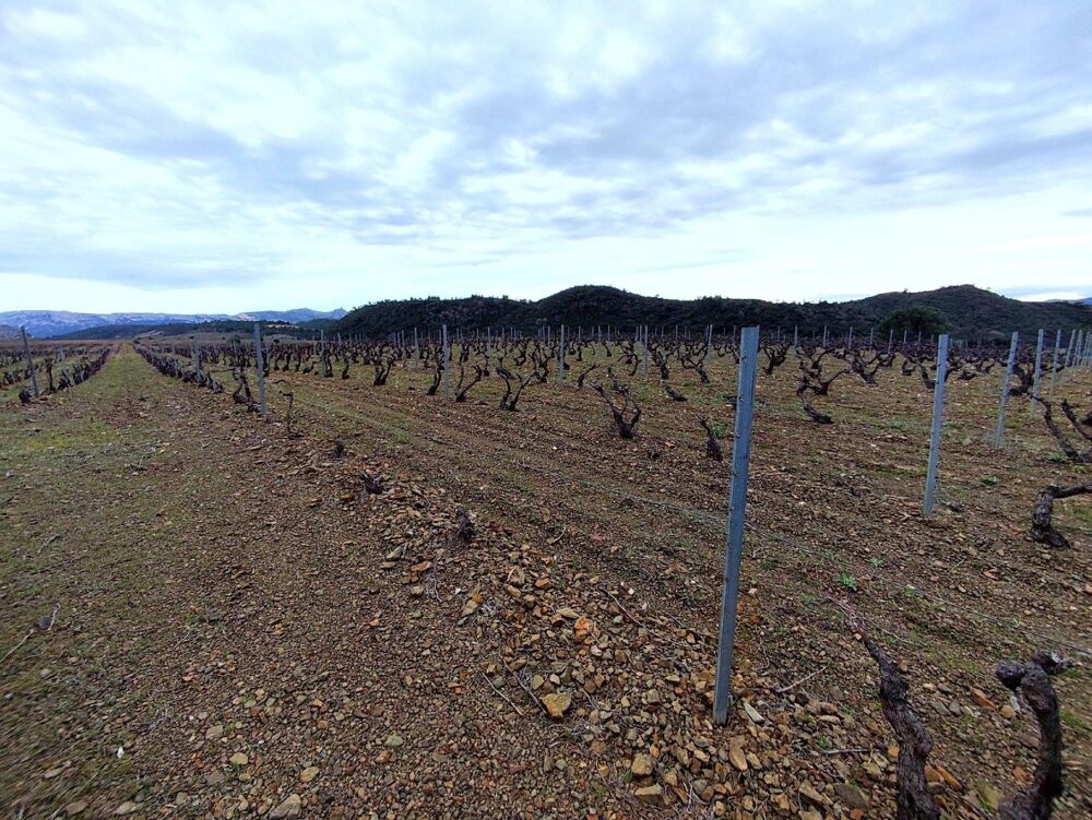 Vente Terrain Ensemble de parcelles agricoles et viticoles – Tautavel (66) Tautavel