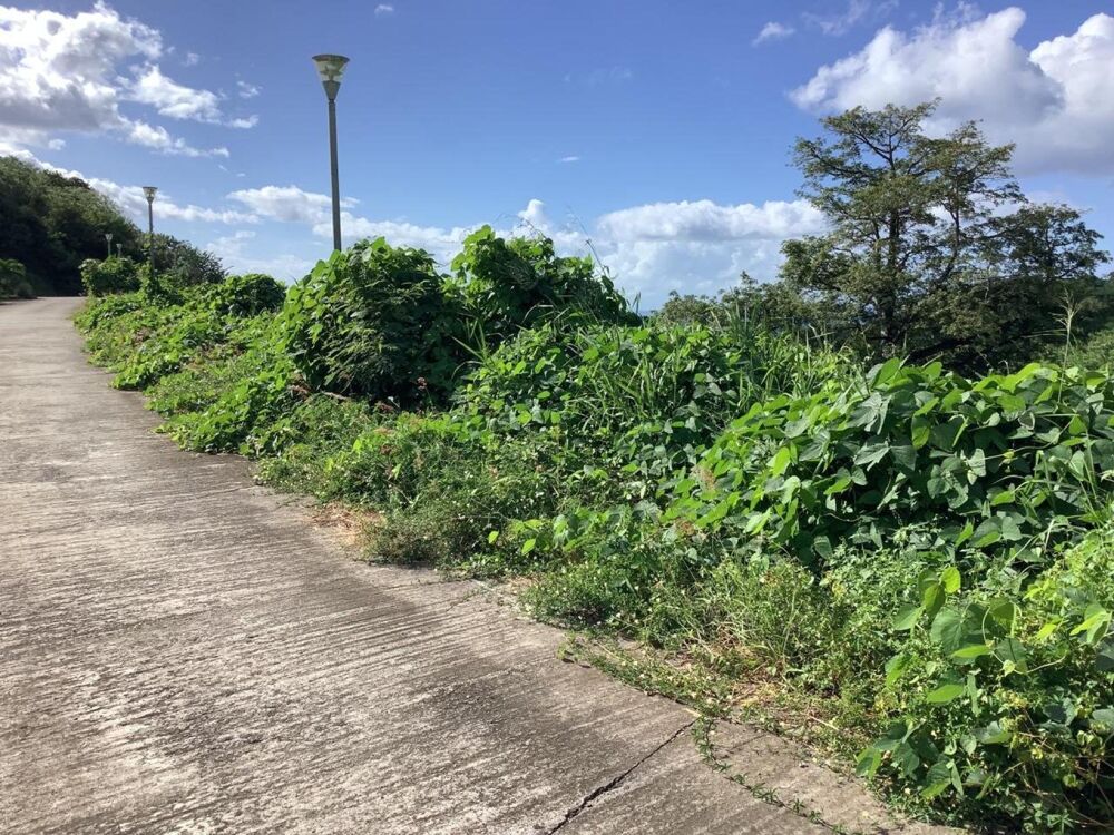 Vente Terrain Ensemble de parcelles viabilisées avec vue mer Le carbet