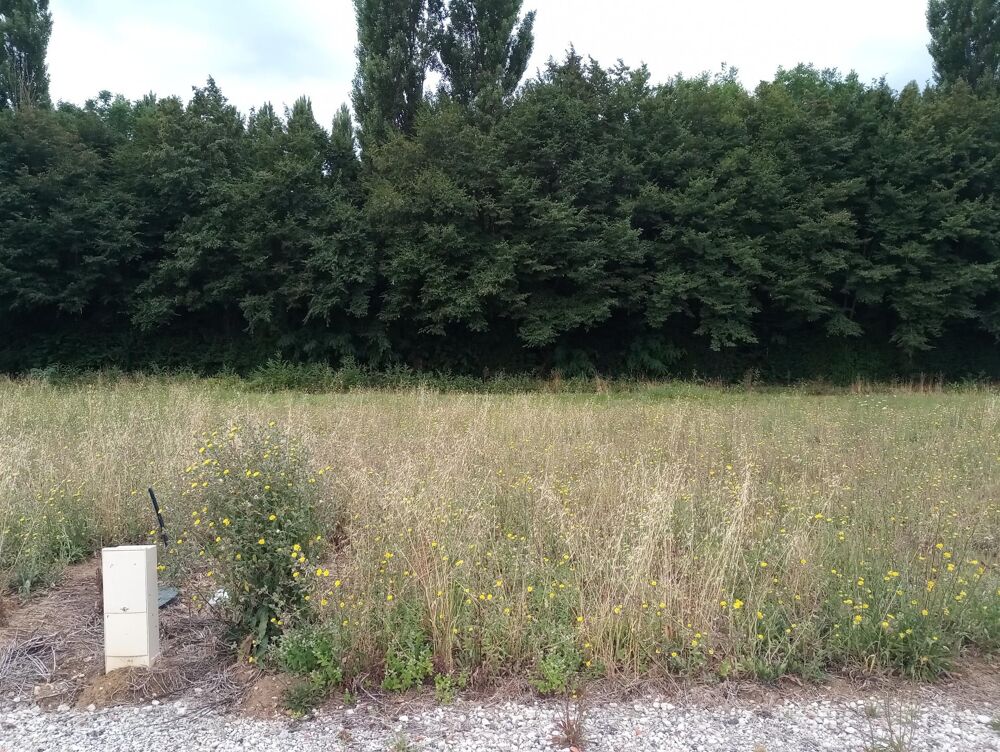 Vente Terrain magnifique terrain constructible Montpellier-de-medillan
