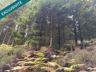 Vente Terrain Route forestière de Chilimont. Housseras