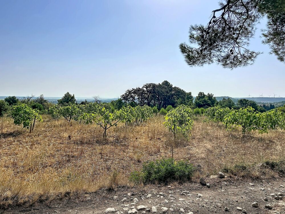 Vente Terrain Vue imprenable sur les Corbières, la garrigue, les étangs de Sigean et de La Palme, et, par temps clair, jusqu'à la Méditerranée Roquefort-des-corbieres