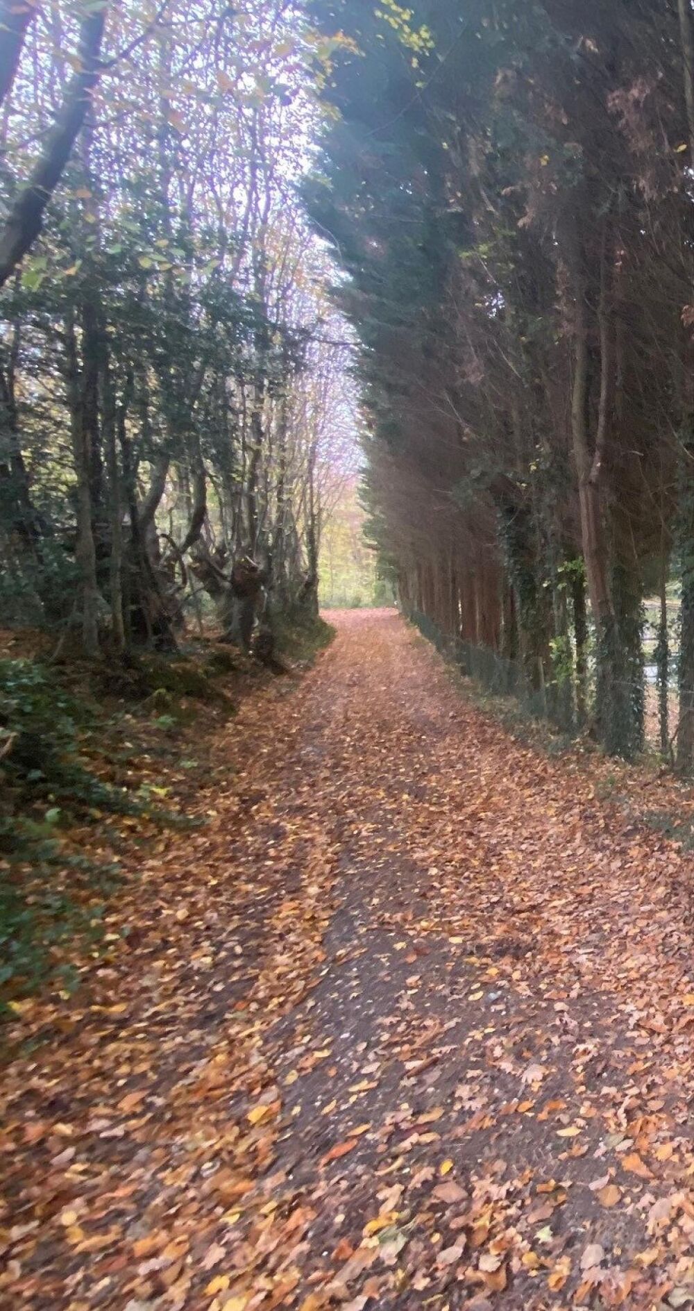 Vente Terrain Superbe terrain de loisirs de pr�s de 3000m 2 pr�s de st omer Dohem