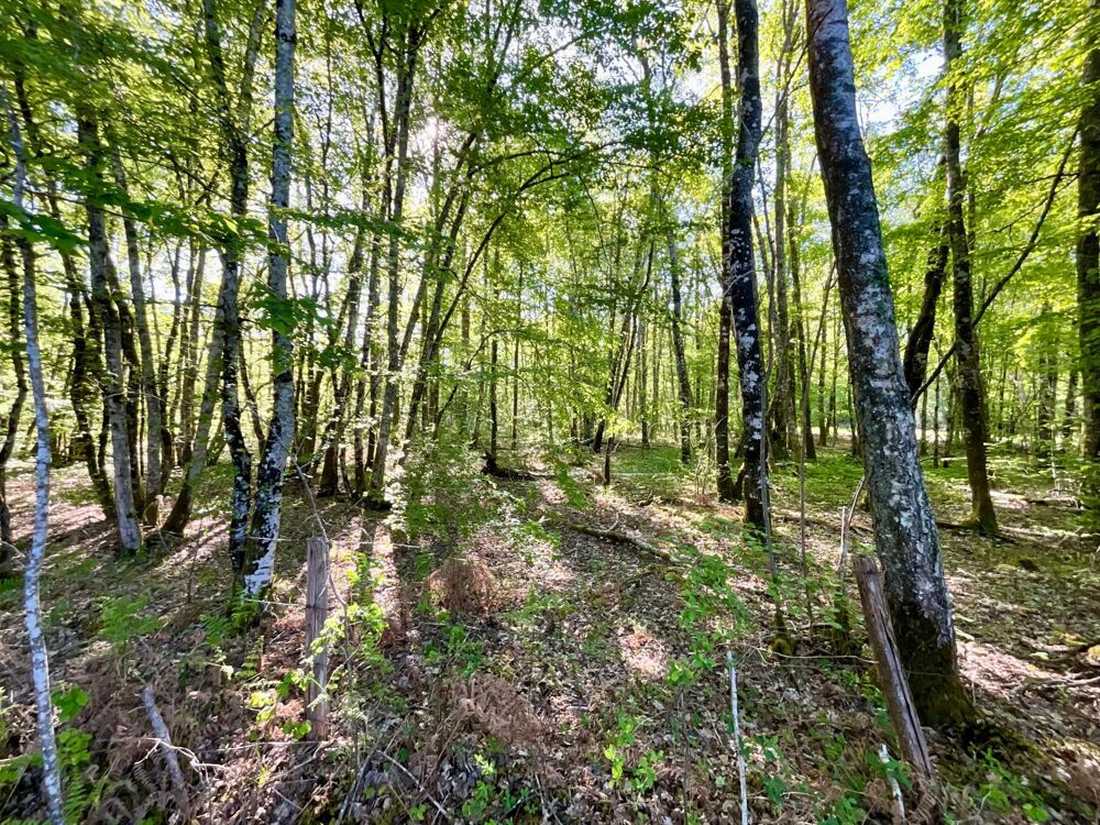 Vente Terrain Terrain boisé avec étang Allogny