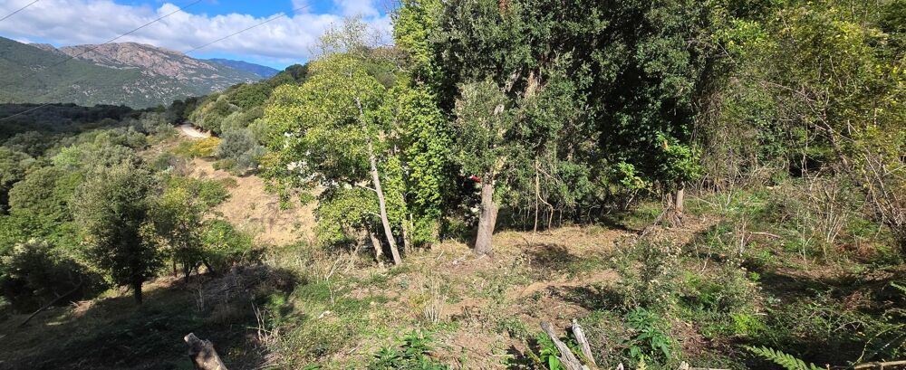 Vente Terrain A SAISIR TERRAIN CONSTRUCTIBLE - OLMICCIA Olmiccia