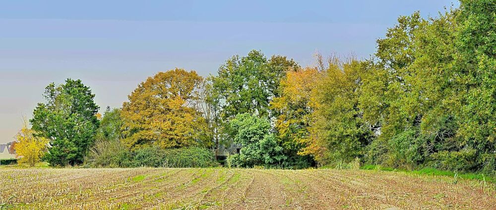 Vente Maison Propriété de caractère XIXe siècle Pipriac