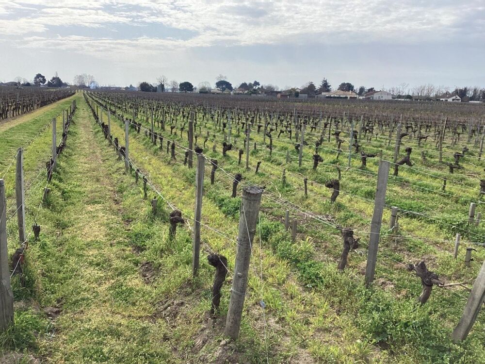 Vente Terrain parcelles de vignes à Saint Emilion en bio dont le cépage ce compose de 70 % de merlots et 30 % de cabernets francs Saint-sulpice-de-faleyrens