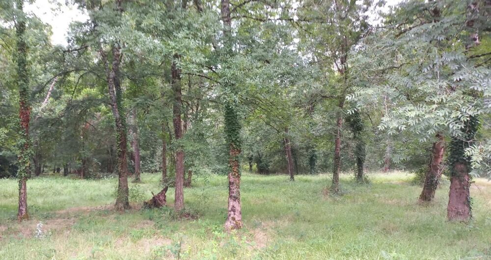Vente Terrain MENESPLET (24) Menesplet