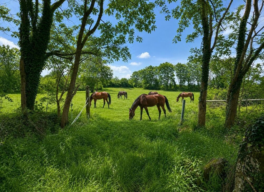 Manoir de 250 m2 avec 4 ha pour chevaux