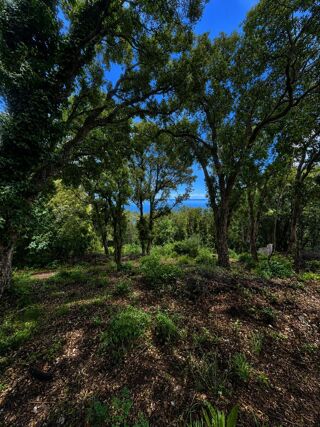  Terrain à vendre 1562 m²