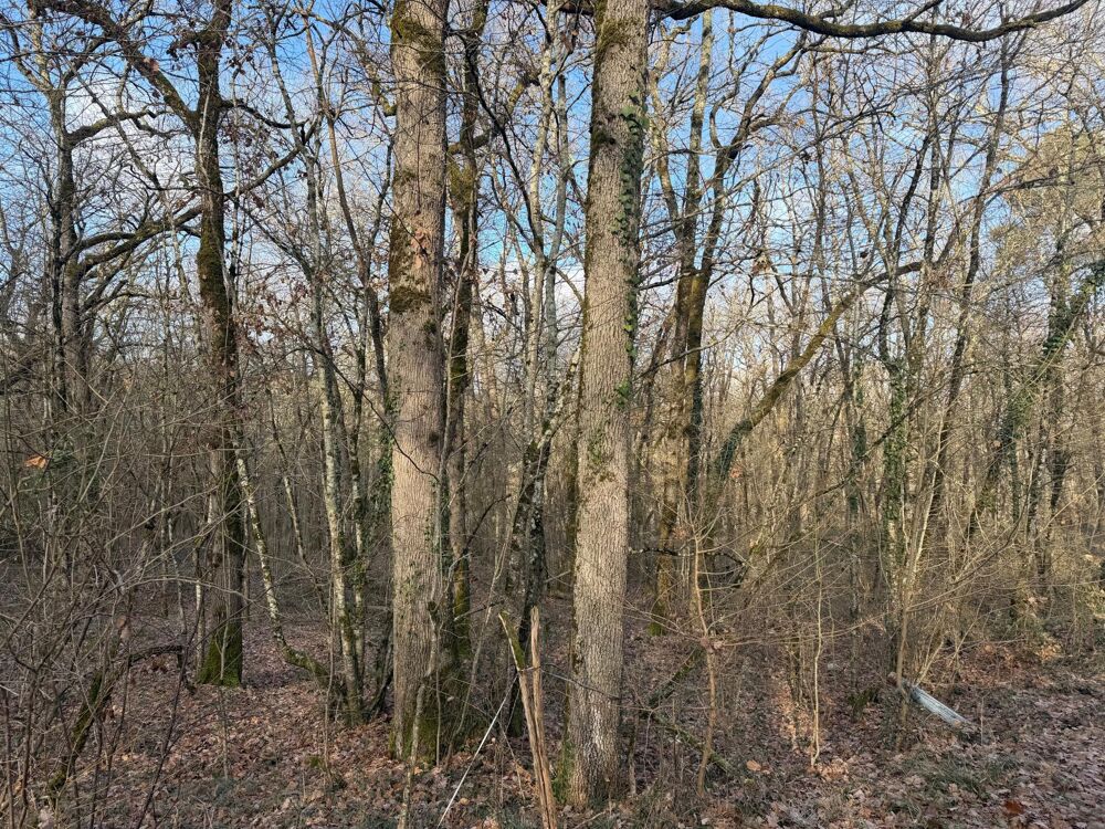 Vente Terrain Terrain boisé Pujols