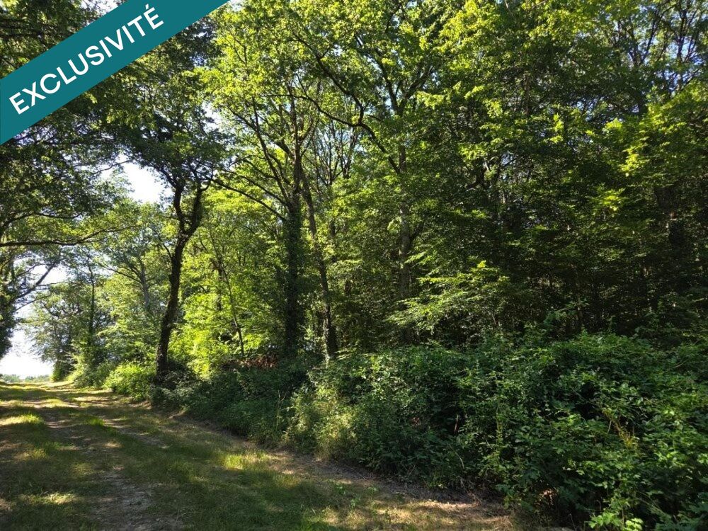 Vente Terrain Belle parcelle de bois à proximité d'un petit village du berry Saint-medard