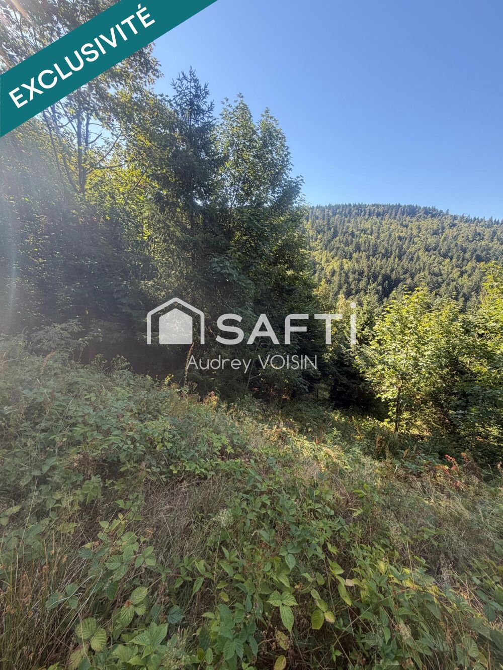 Vente Terrain EN EXCLUSIVITE UNE BELLE FORÊT DE PLUS DE 3 HECTARES Le menil
