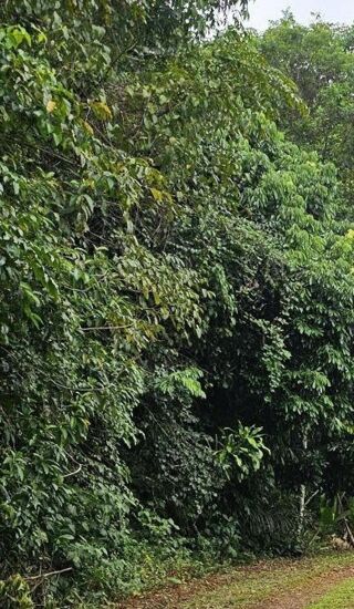  Terrain � vendre 13872 m�