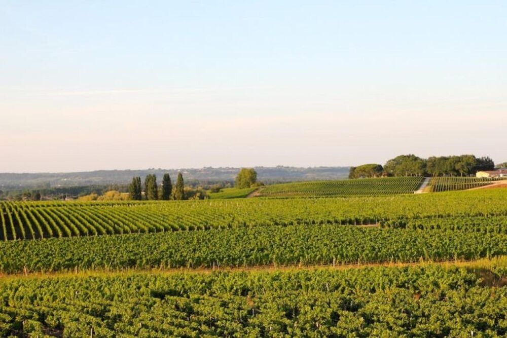 Propriété avec vue dégagée sur le vignoble du sauternais