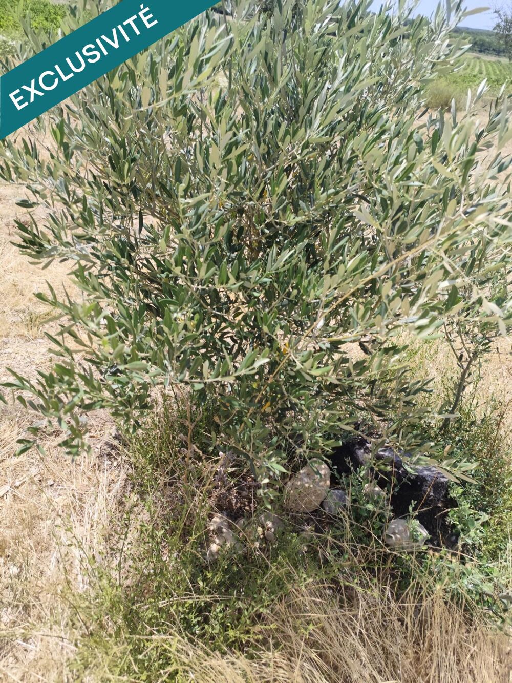 Vente Terrain Terrain agricole, avec eau, 4800€ Montagnac