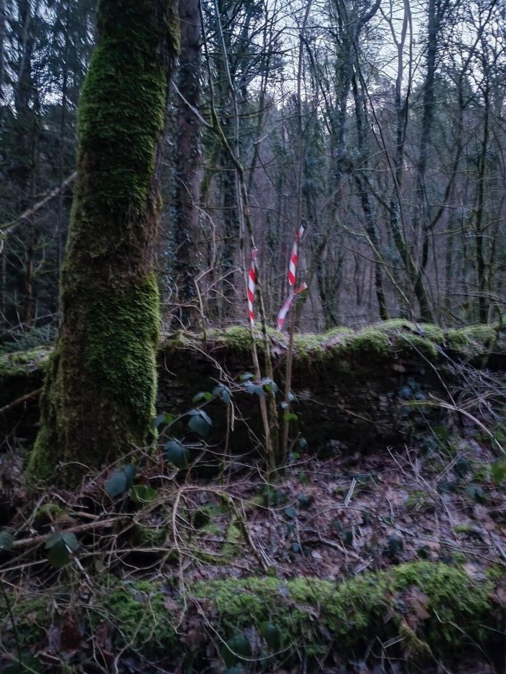 Vente Terrain Terrain forestier – 6 175 m² – Granges-de-Vaivre Mouchard (Jura) Grange-de-vaivre