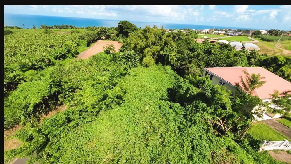 Vente Terrain Terrain 970m² BASSE POINTE Basse-pointe
