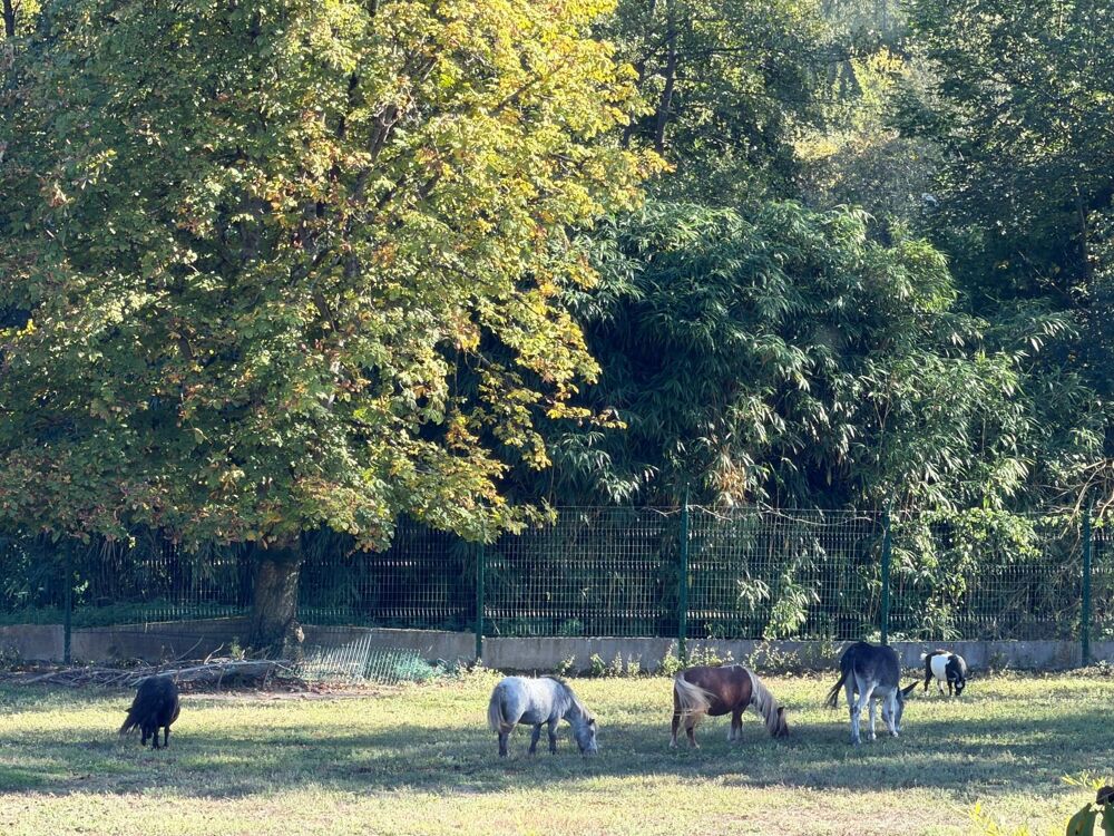 Vente Maison Propriété rare sur 9500 m² - 10 mn de La Ferté sous Jouarre. Sainte-aulde