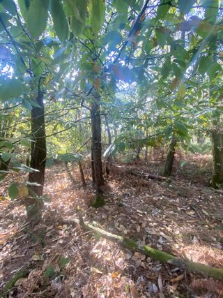  Terrain � vendre 2890 m� Langon