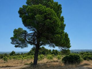  Terrain à vendre 11520 m²