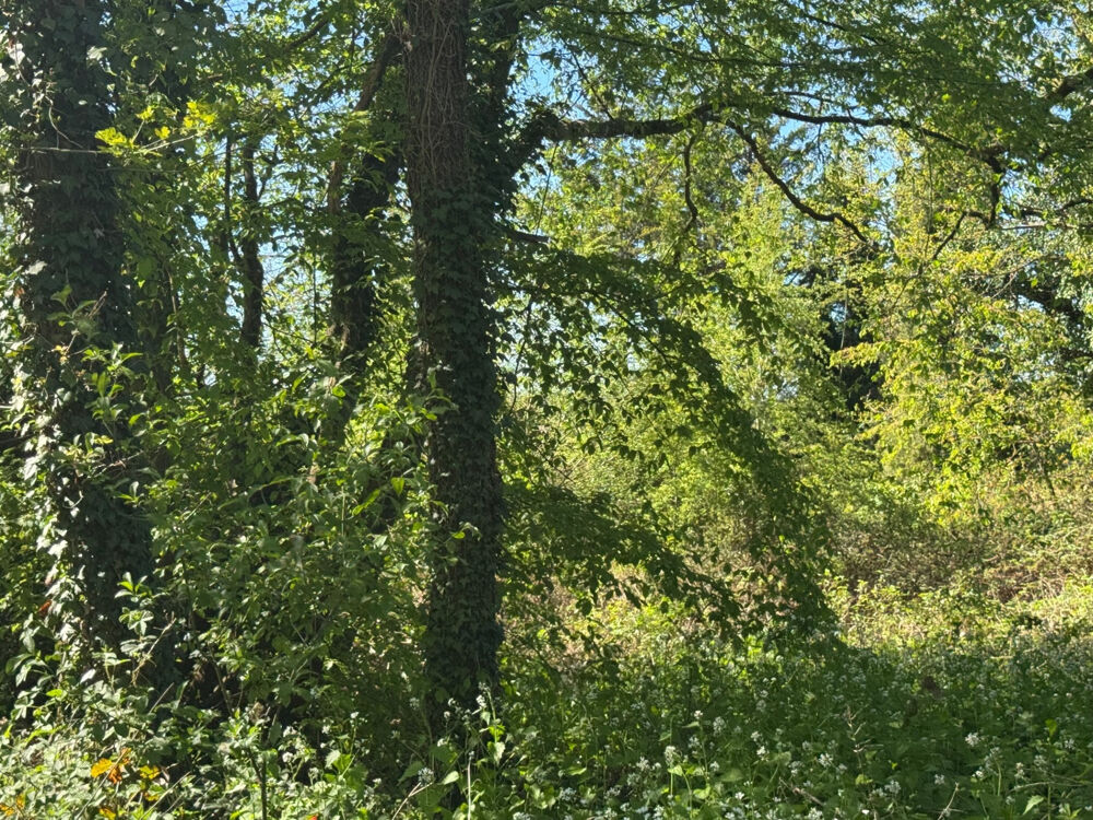 Vente Terrain TERRAIN BOISE NON CONSTRUCTIBLE 6000 m2 Soisy sur ecole