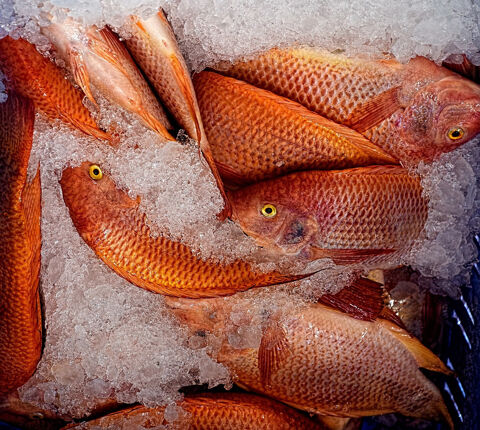 A VENDRE - LOCAL COMMERCIAL - CANET PLAGE (66) 184000 66140 Canet en roussillon