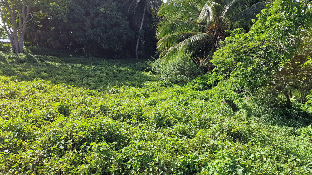 Vente Terrain Beau terrain 3 191 m2 Petit bourg