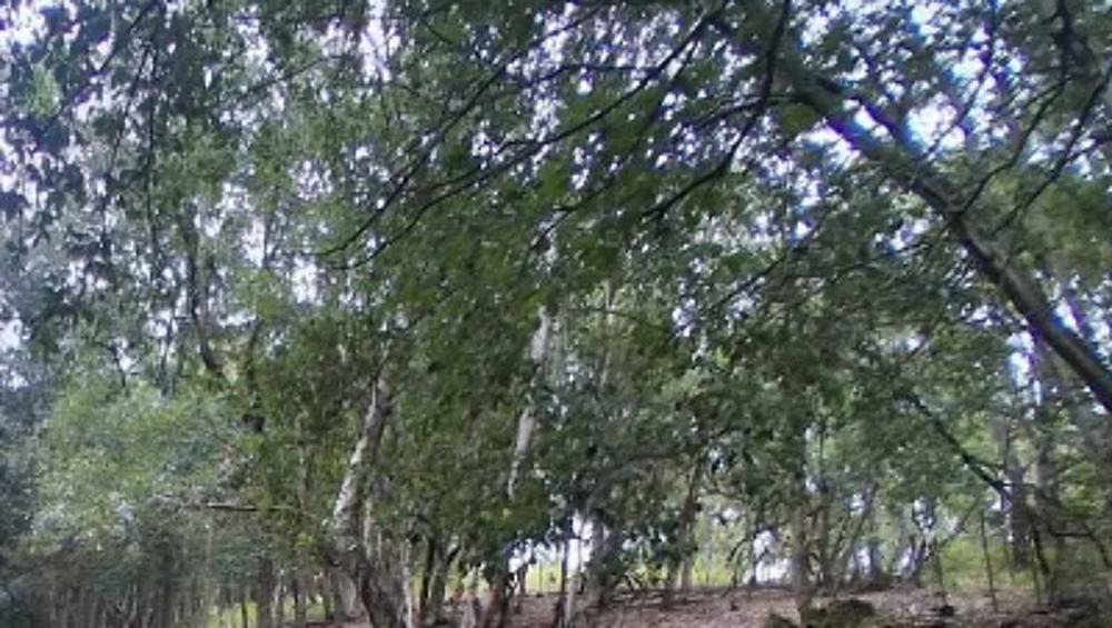 Vente Terrain Terrain à batir arboré de 1500 m2  à ALATA Alata