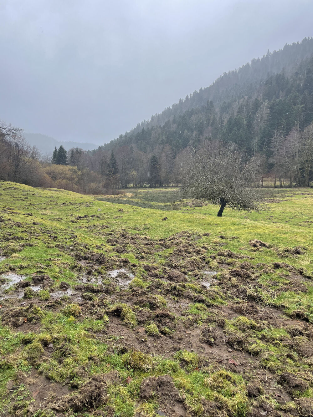 Vente Maison Ferme avec terrain de 2,7 hectares   secteur mille étang Servance-miellin