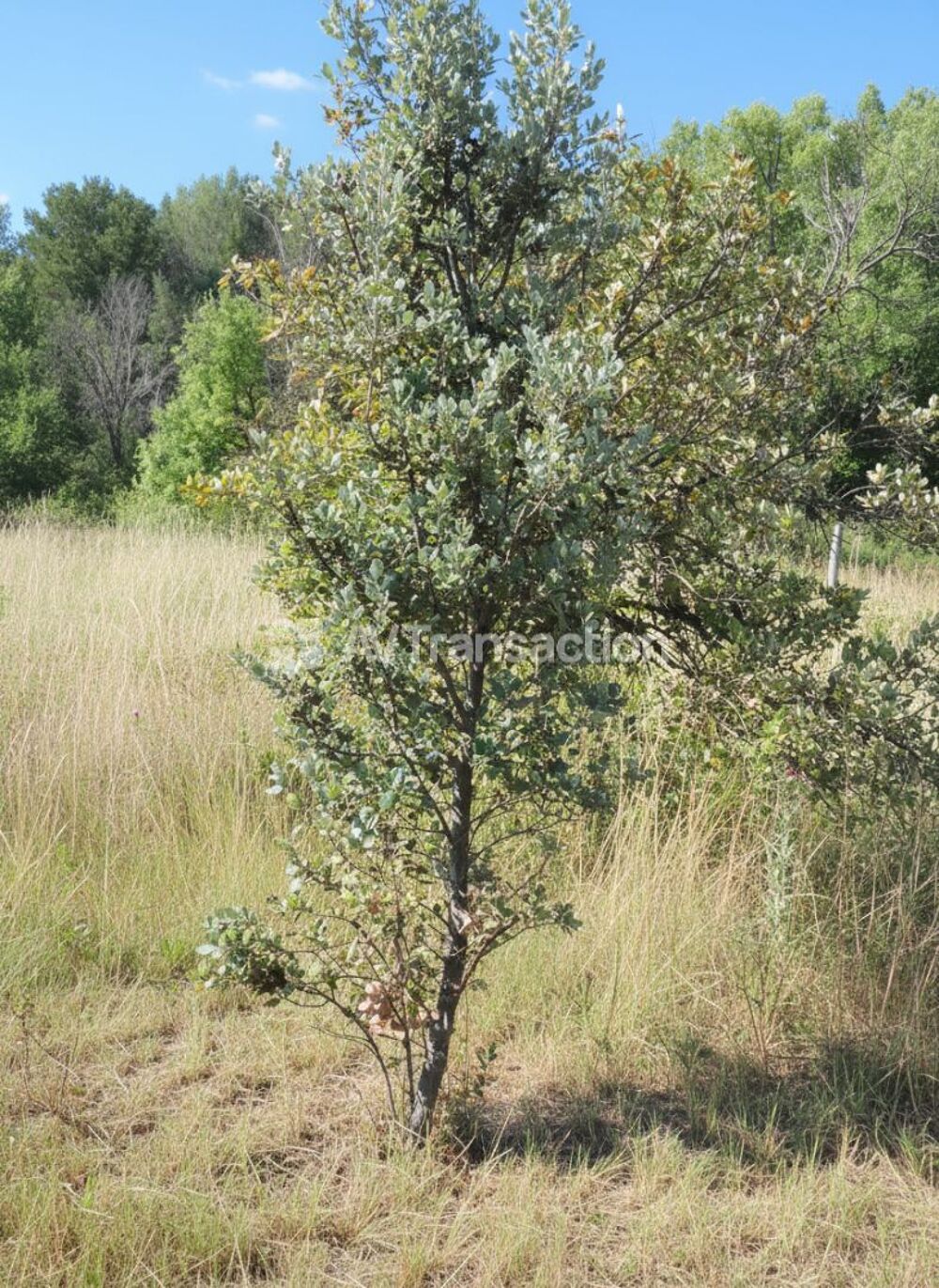 Vente Terrain AUPS : Magnifique terrain truffier de 4827m2 Aups