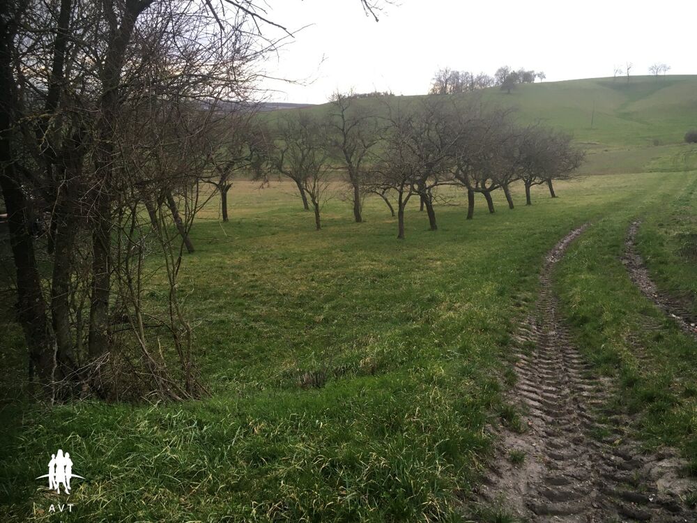 Vente Terrain TERRAIN constructible et verger de 1845 m² Velving