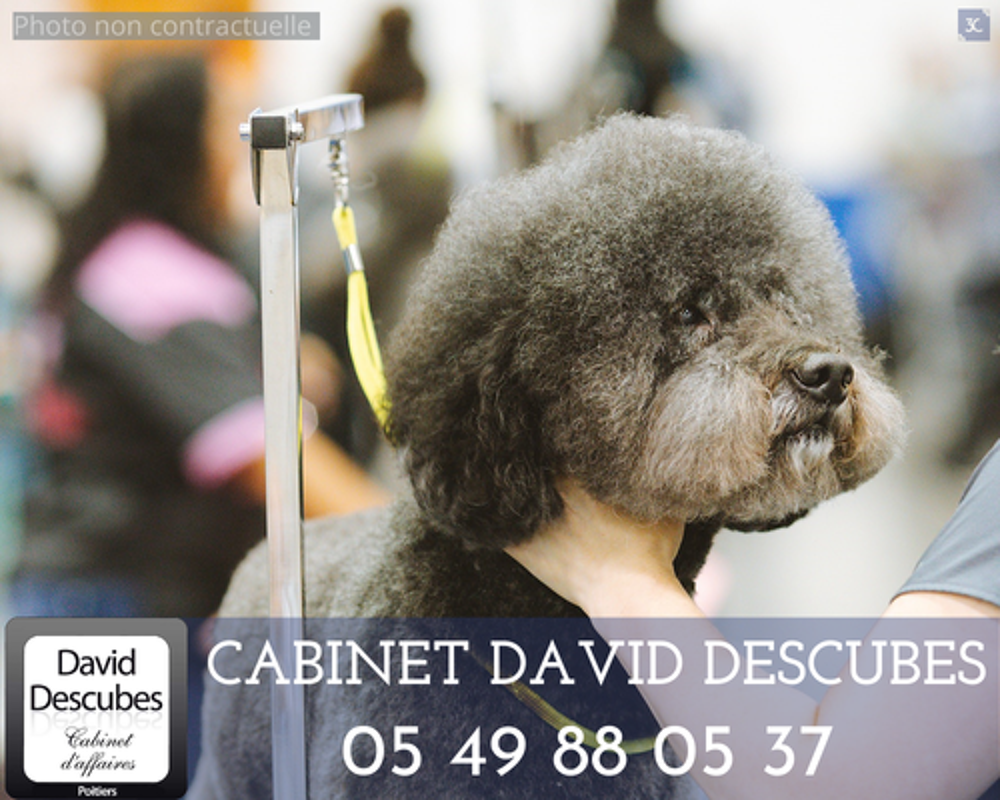   VIENNE (86). SALON DE TOILETTAGE 