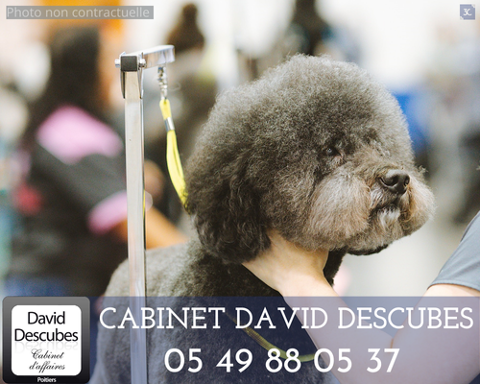 VIENNE (86). SALON DE TOILETTAGE 32200 86000 Poitiers