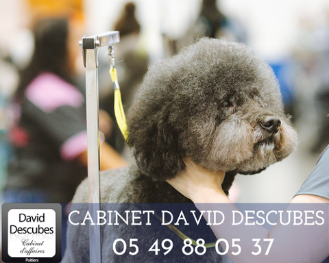   VIENNE (86). SALON DE TOILETTAGE 