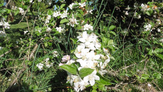  Terrain  vendre 1028 m