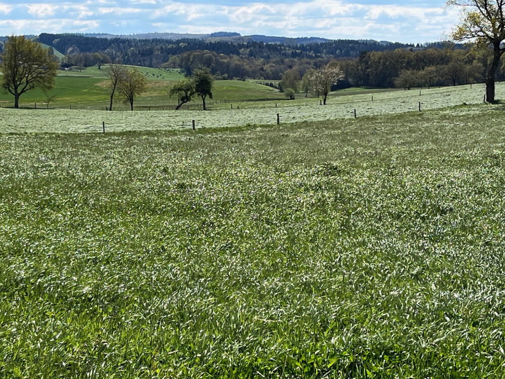 vente Terrain - 1700 m² Marcolès (15220)