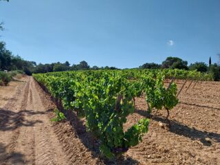  Maison 5 pi�ces 90 m� Cogolin