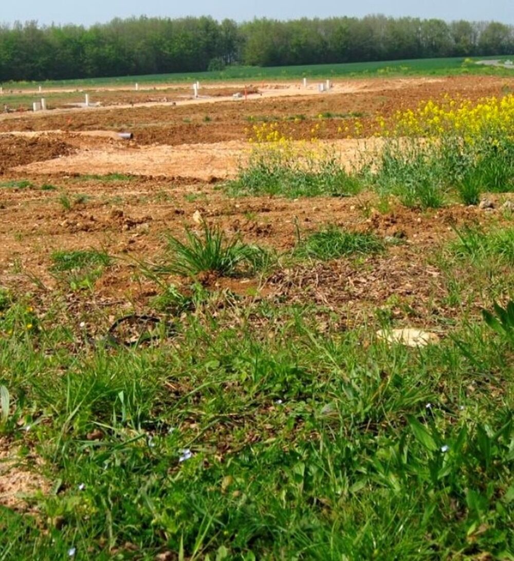 vente Maison - 6 pièce(s) - 150 m² Lauwin-Planque (59553)