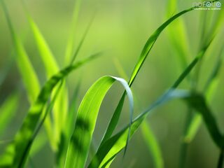  Terrain  vendre 805 m