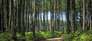  Terrain 690 m� Parentis-en-born